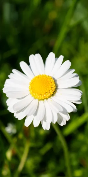 Haus-Esther-Homepage-Background-Left